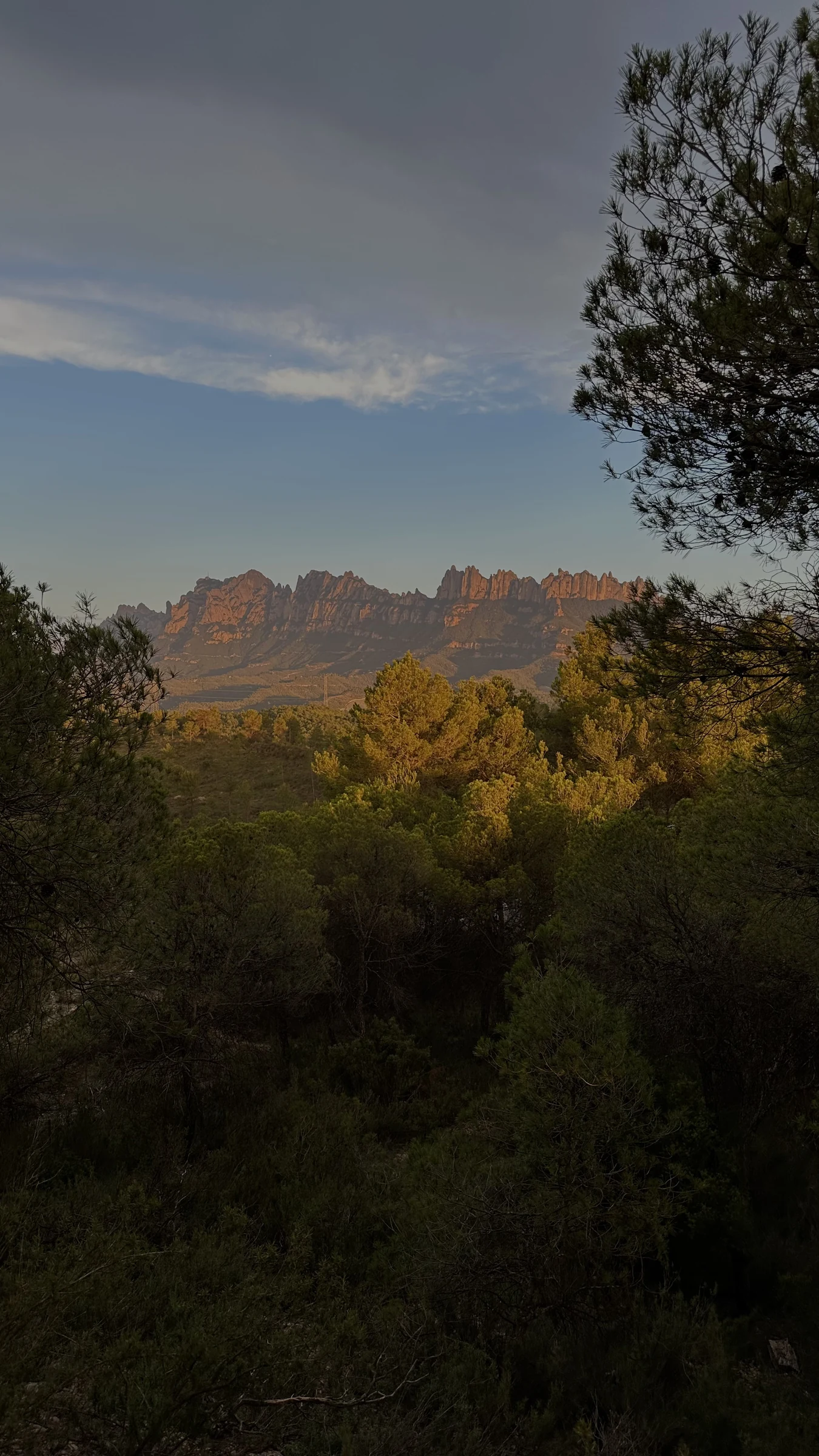 La silueta de Montserrat entre el bosc al final del dia